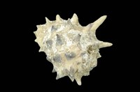 藏品(黃齒岩螺)的圖片